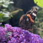 Preview: Katzenmaiers - Elfbeads - Magic Garden Forget-Me-Not