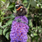 Preview: Katzenmaiers - Elfbeads - Magic Garden Forget-Me-Not